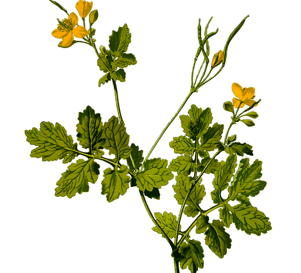 Herb to relieve testicular pain in men