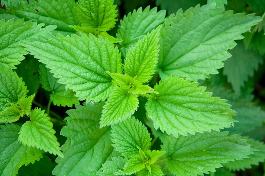 Nettle to increase potency